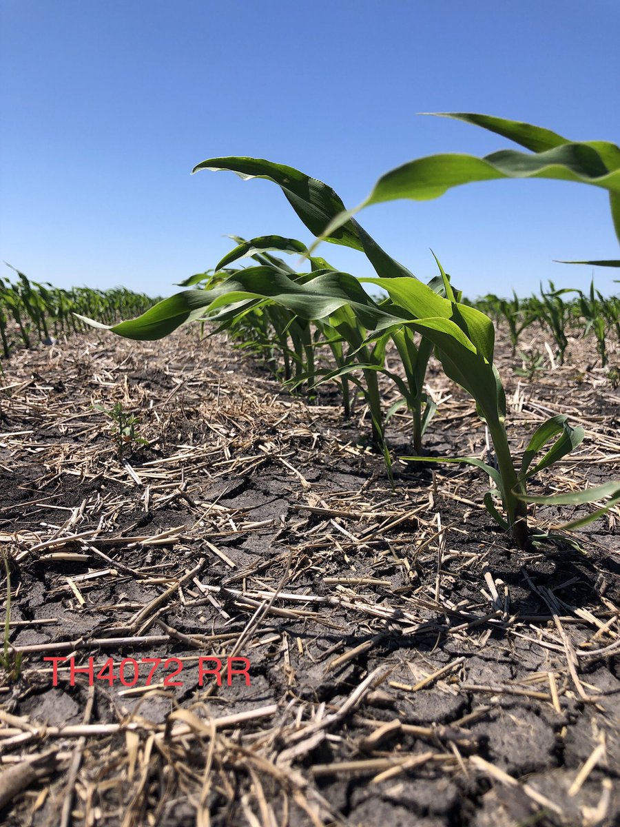 Here is <a href="/thunder_seed/">Thunder Seed</a> TH4072 RR.  After 2 years I’m still impressed at how fast this hybrid comes out of the ground. Such excellent vigour.  Coupled with great Goss’s Wilt resistance, big yield &amp; drydown it’s no surprise the demand for this hybrid is growing rapidly. #Boom