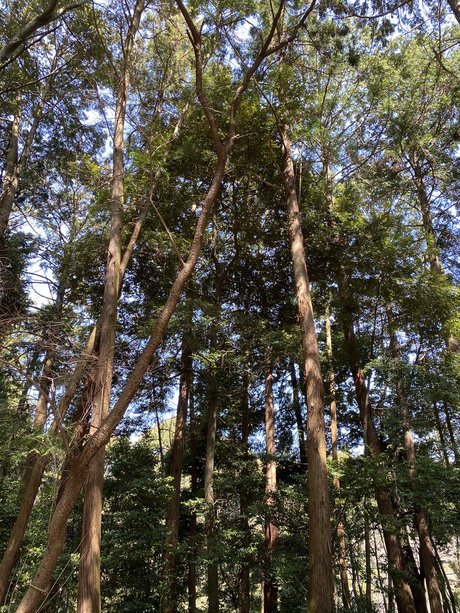 慶晶安 占い Keishouan Twitter