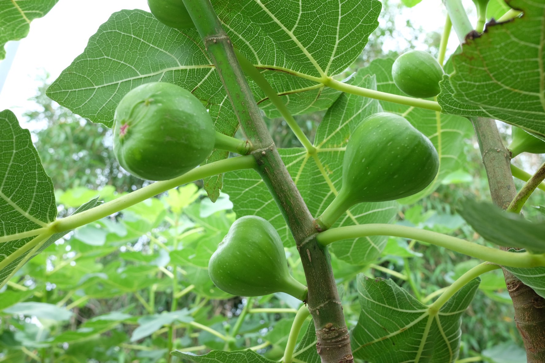 公式 エコファームよこみぞ園 おかん曰く 今年はいい意味でやばい とのこと T Co Oyfjrxtqeh Twitter