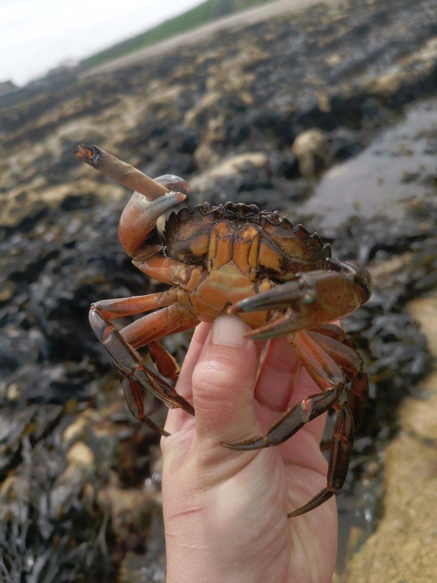 beanfarmer🏴 tweet media