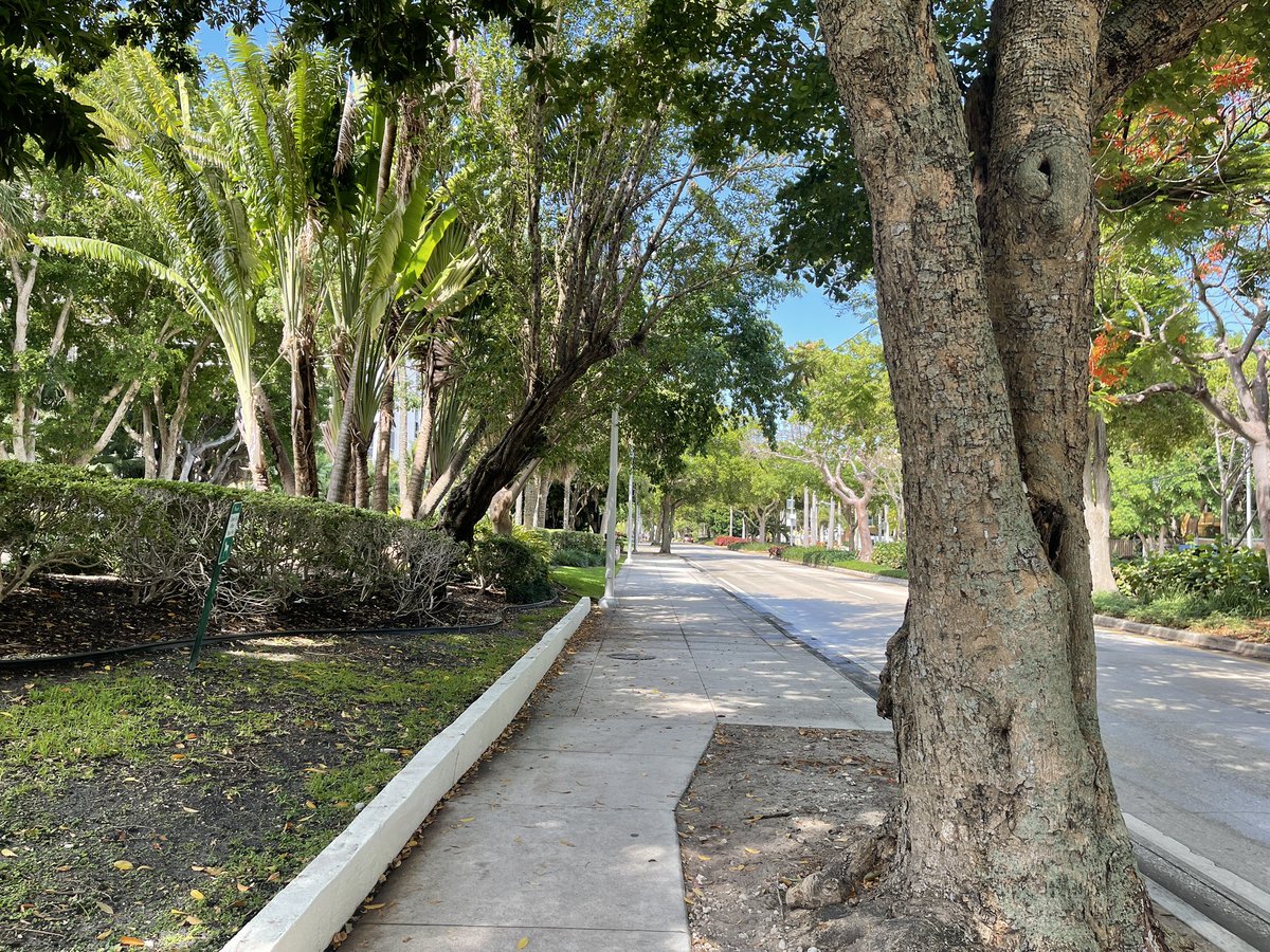 drazaret's tweet photo. Vivir en barrios con muchos árboles podría bajar el riesgo de sufrir depresión (Scientific Reports) ¡Feliz tarde! https://t.co/WYRN8J9X4C