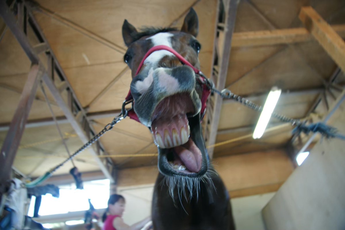 大阪市立大学馬術部 新歓21 Uma Uma Ocu21 Twitter