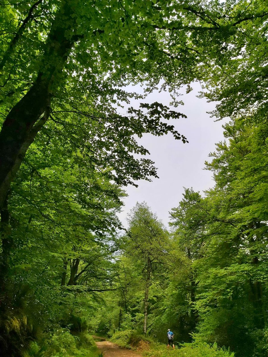 gmauseva's tweet photo. De la misma excursión: 
#Asturias #Oviedo #PoladeLena #Bosques #Paisajes #Caminos #Senderismo #Rutas #Naturaleza #Vistas https://t.co/wuisf0LPXC