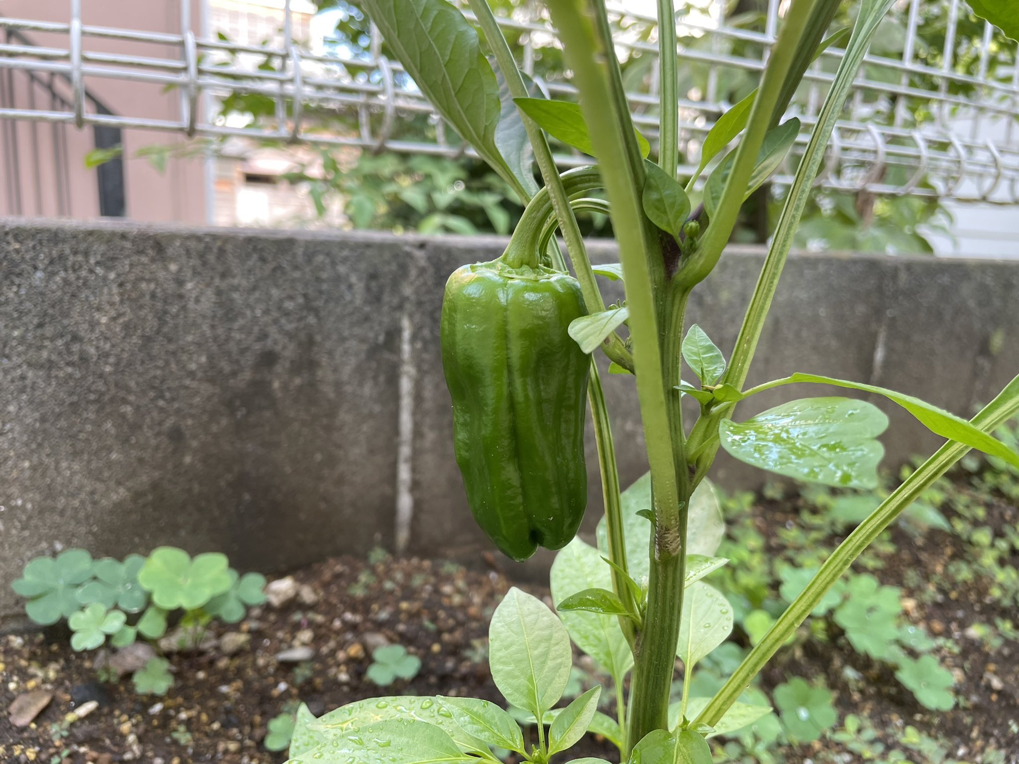 風林火山on Twitter 自家菜園23日目 自家栽培 自家菜園 ピーマンhttps T Co G2pgomnneu Twitter