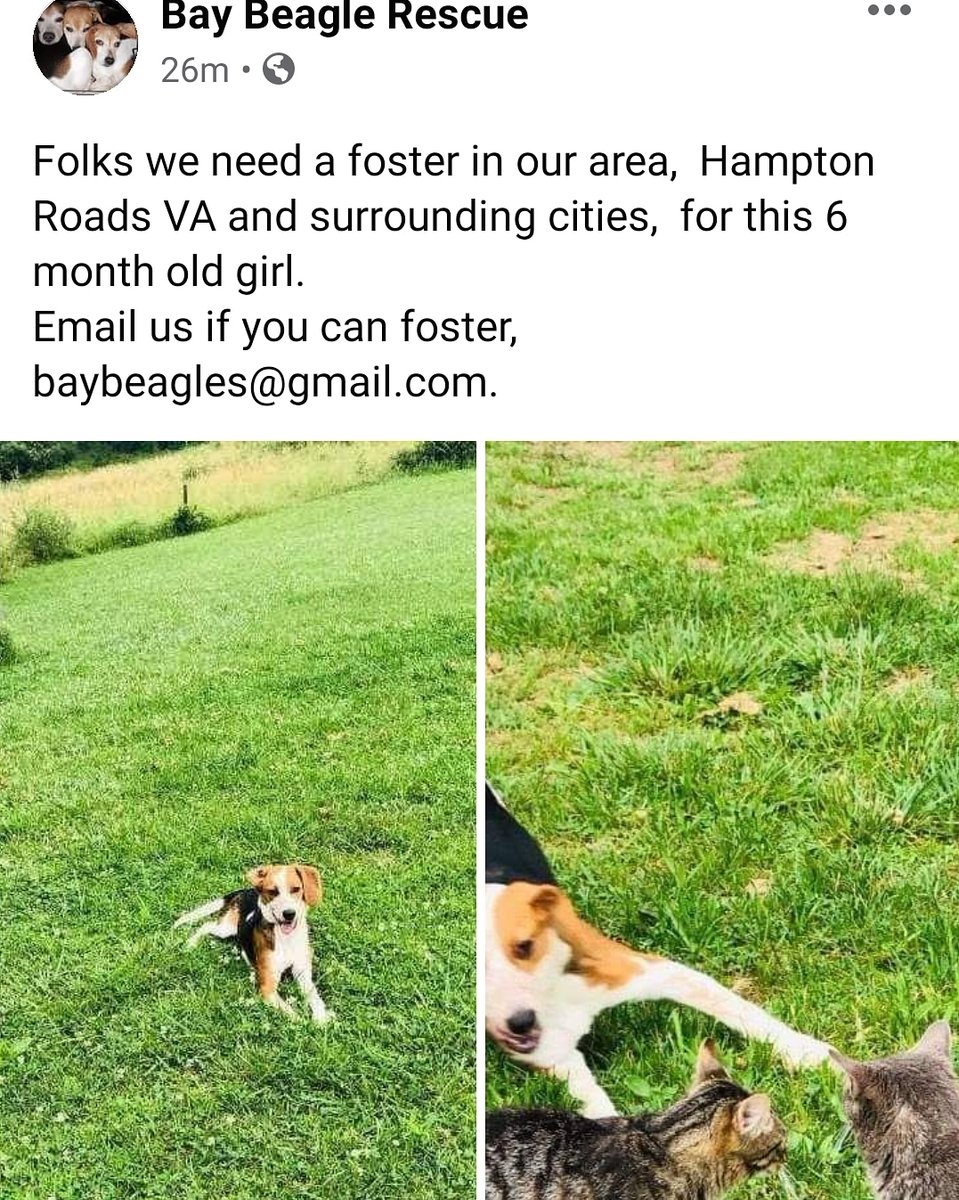 Bay Beagle Rescue (@baybeaglerescue) on Twitter photo 