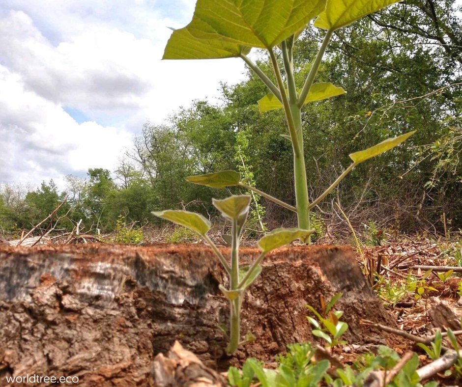 WorldTreeEco's tweet photo. Perhaps the most impressive property of the #EmpressSplendor (#Paulownia) tree is its ability to #regenerate.🌳 After harvest, the tree regenerates from the stump – without replanting. #regenerativefarming #regenerativeagriculture #WorldTree #notill https://t.co/K2FzoDkfIU