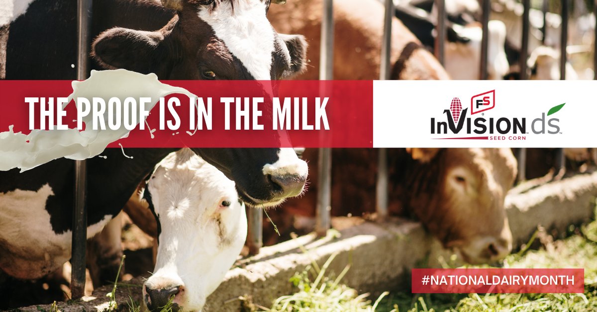 Increase your herds productivity. 🐮 FS InVISION DairySelect continues to be the leader in tonnage, digestibility & milk per acre. Learn more about our corn silage. > bit.ly/2HWf5Cl