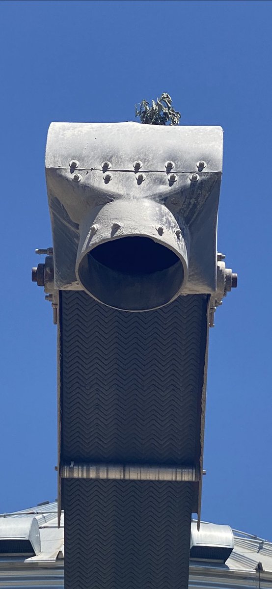 ArkansasPigweed's tweet photo. The news of Terry and Tommy’s ouster is spreading fast. This is a live look at cousin Timmy. He done clumb up there and said he ain’t coming down until June 30. @TerryFullerseed https://t.co/qvDYA0X495