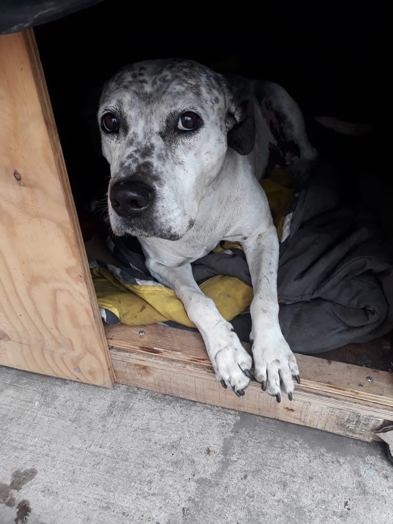 carolinapinoc's tweet photo. Ayyy me llega un mail de una perrita callejera, con tumores mamarios q se rompen 🥺, una señora la llevo a Muni y allá no realizan esas cirugías, no tienen recursos, algún dato d vet en La Pintana para ver si la ayudamos? https://t.co/rUnnfrOP9C