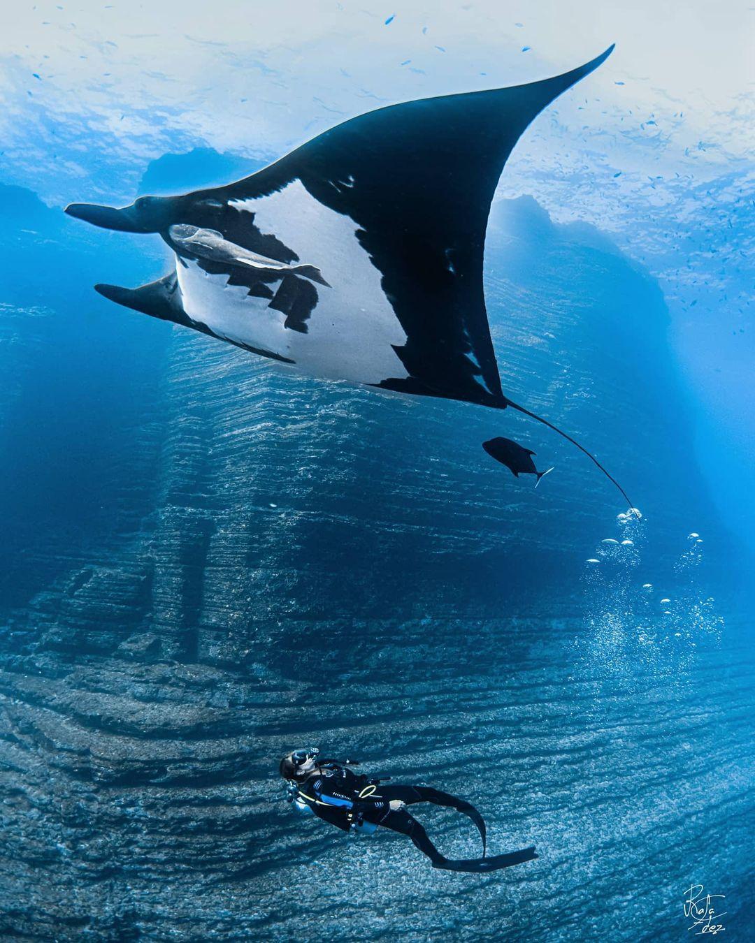 Discover more than 78 manta ray wallpaper best - in.coedo.com.vn