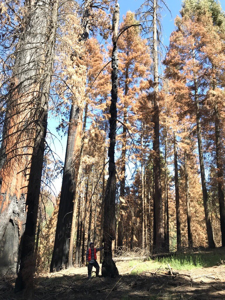 evilanova's tweet image. Seeing the effects of the 2020 #CastleFire at Mount Home Demonstration Forest in California #Treemortality