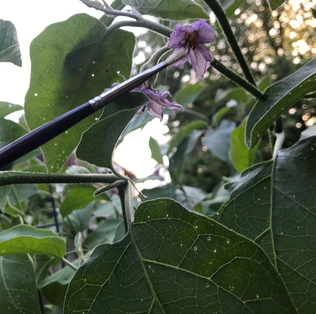 LECBiodiversity's tweet photo. Pollination event not involving bees
@SLUCompPhys #TrioBio
#LECBioHunt https://t.co/6Y8wRrLRPL