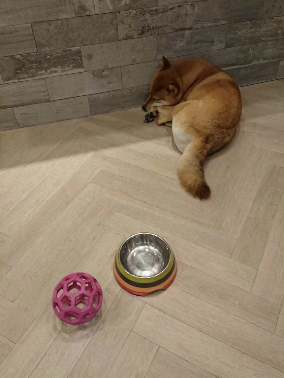 柴犬のマルク まるまるまるくとまるとまる 柴犬 いぬのきもち いぬのいる暮らし まるまる ねむい 犬のいる暮らし 犬写真 犬好きさんとつながりたい T Co Graz7zbqbp Twitter