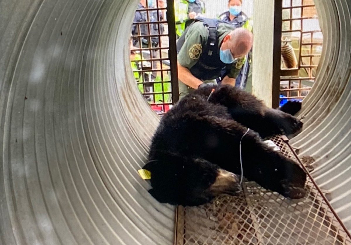 grahamr299's tweet photo. Big Barrhaven bear is tranquilized and on his way to safer environment ⁦@ctvottawa⁩ #bear https://t.co/OeyD6fyq3q