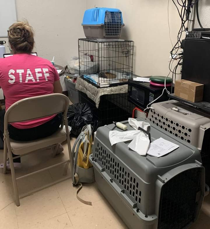 kukla_tami's tweet image. We literally have no space. PLEASE help adopt or foster.If you are in need of surrendering pets, consider home-home.org where you can rehome an animal without even bringing them to the shelter. A great app and  free! 

#pvastx #edinburgtx #capacity