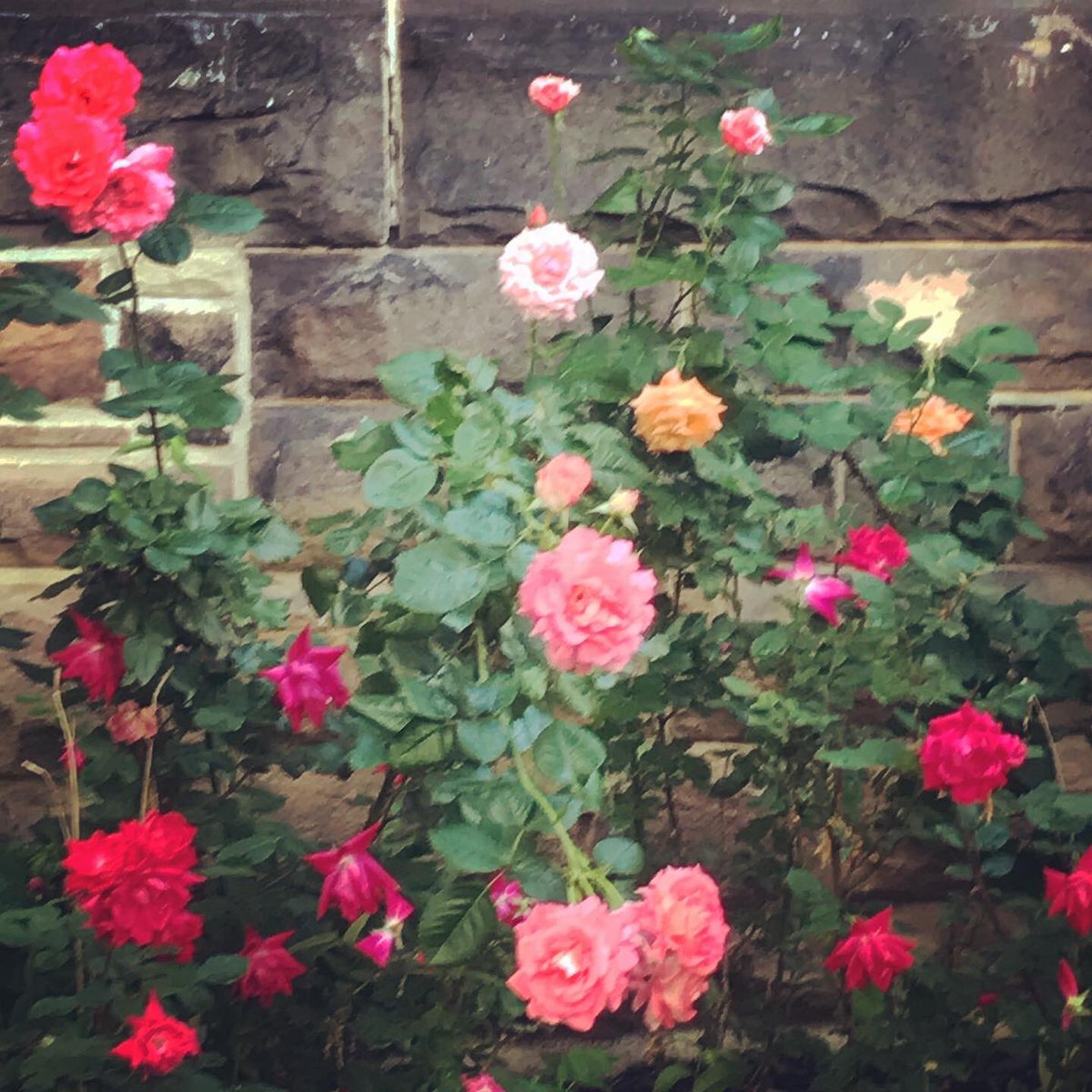 Melinda Scott tweet media