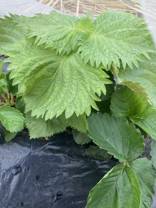 大葉のハダニをなんとかしてのtwitterイラスト検索結果 大葉のハダニをなんとかしてのtwitterイラスト検索結果