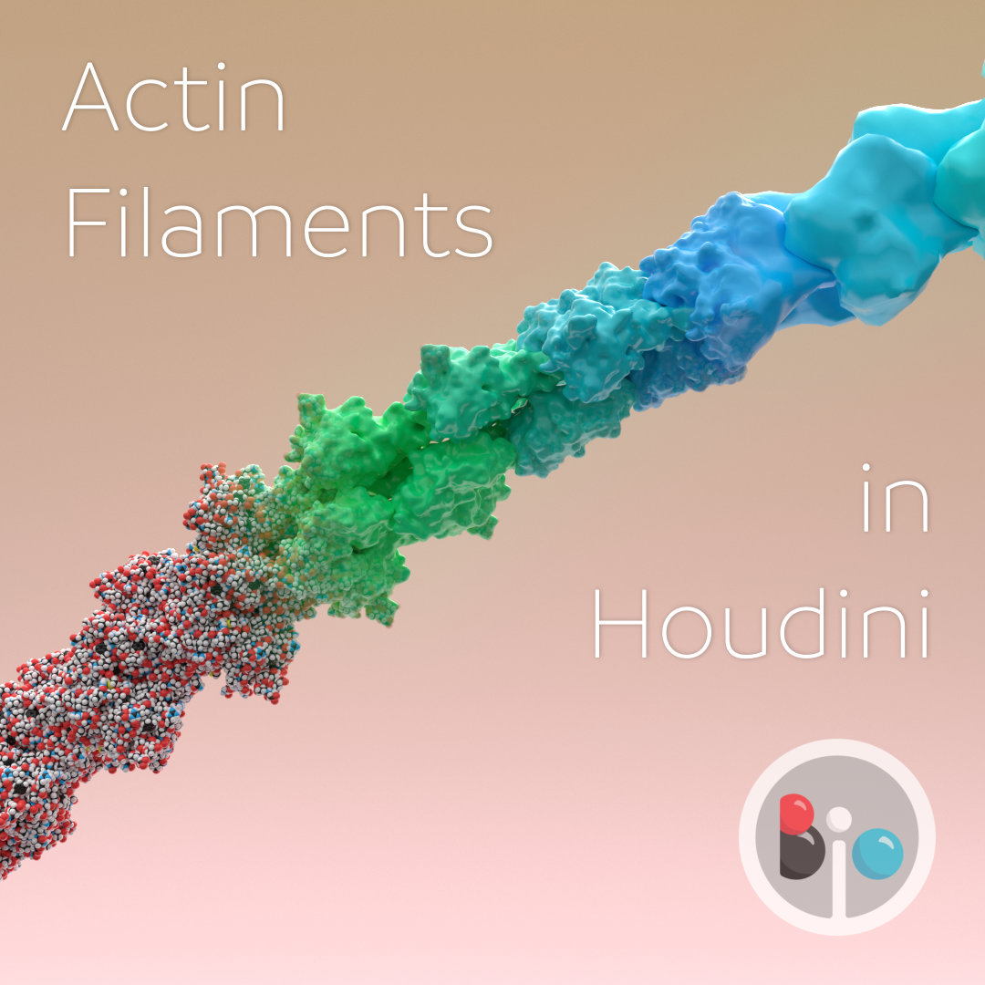 This Wed at 7pm EST I'll be giving an intro to Houdini workshop for <a href="/MScBMC/">MScBMC</a> students/alumni about creating an actin filament tool! More info here: bmcaa.com/bmc75classes #Houdini #SideFX