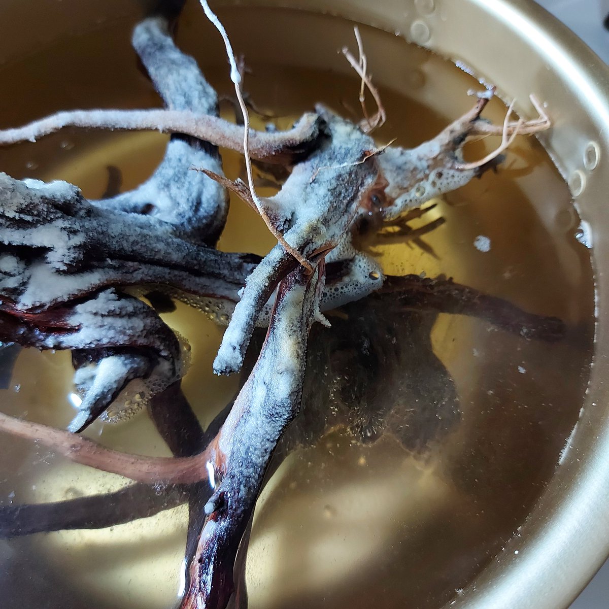 かぶとハウス ミニマル アクアリウムとミニマリスト 水槽で生き物を飼う行為は ノンミニマルかもしれません 暮らす上で必要最小限のモノ ではないですからね 一方で そこに生命活動が集約されている という意味では 実にミニマル的な かぶとハウス ミニマル アクアリウムとミニマリスト 水槽で生き物を飼う行為は ノンミニマルかもしれません 暮らす上で必要最小限のモノ ではないですからね 一方で そこに生命活動が集約されている という意味では 実にミニマル的な