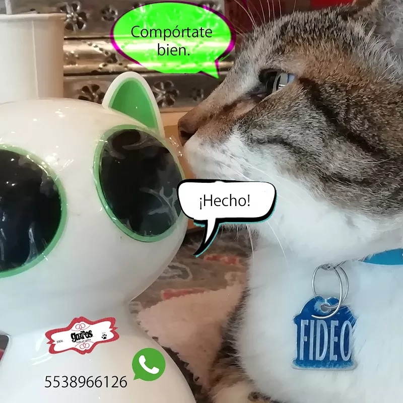 GarrosCCR's tweet photo. #Fideo sostiene una "conversaciΓ³n" con la bocina #Bluetooth que vendiΓ³ hoy.
Y asΓ, el jefe sigue a cargo de ultimar detalles de las compras que realiza por el WhatsApp 5538966126
#catovers #gadgetshop #cat #cdmx Chihuahua 131-1, Roma Norte https://t.co/4PmwavB1w7