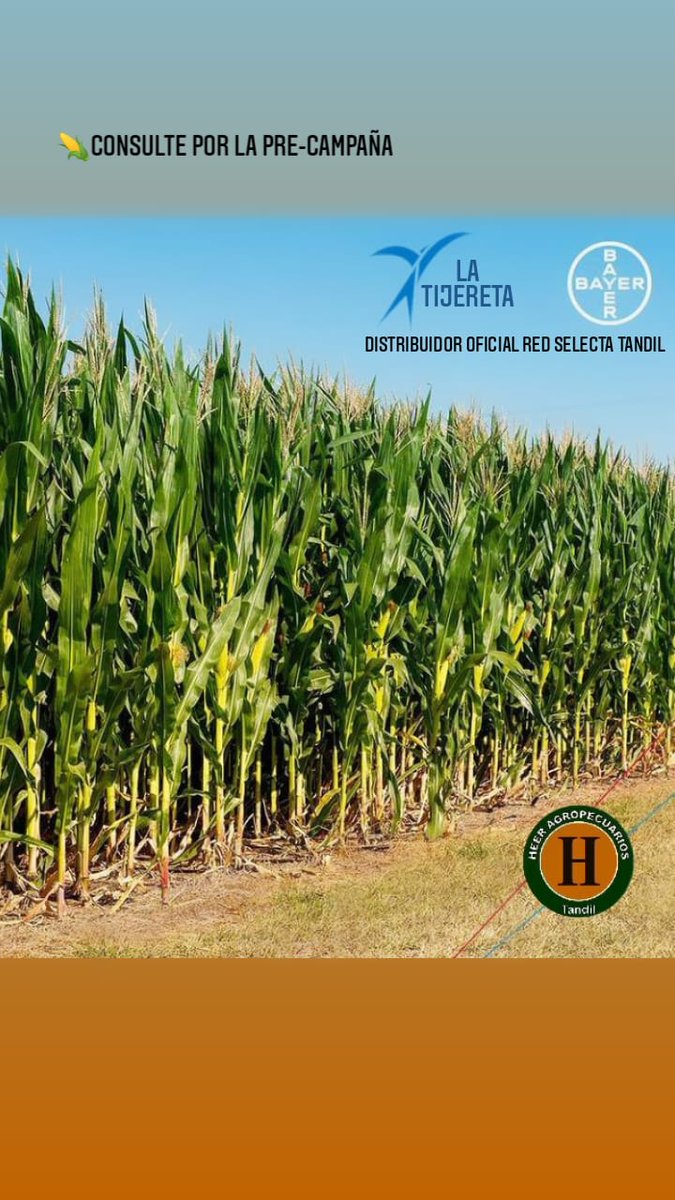 HAgropecuarios's tweet photo. 🌽Haga su consulta
@Bayer4CropsAR 
@LaTijeretaMaiz 
@HAgropecuarios 
#latijeretamaiz
#redselecta
#bayeragro https://t.co/4GQPLN0Nwc