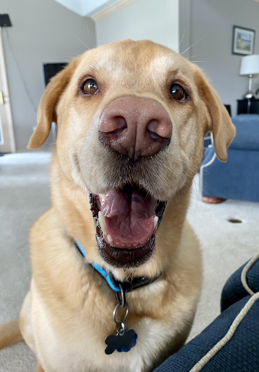 cooper_joerger's tweet photo. @dog_rates #EarsToVets https://t.co/gOSfN2Nhex