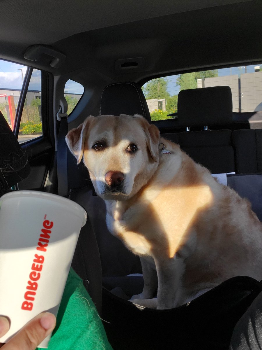 firstbasscoach's tweet photo. The @BurgerKing in North Ridgeville just SPOILED Bri with a piece of bacon in the drive thru.  It was the best and cutest thing ever.  We have one very happy pup, and they have forever returning customers. https://t.co/v3ahu5MSG3