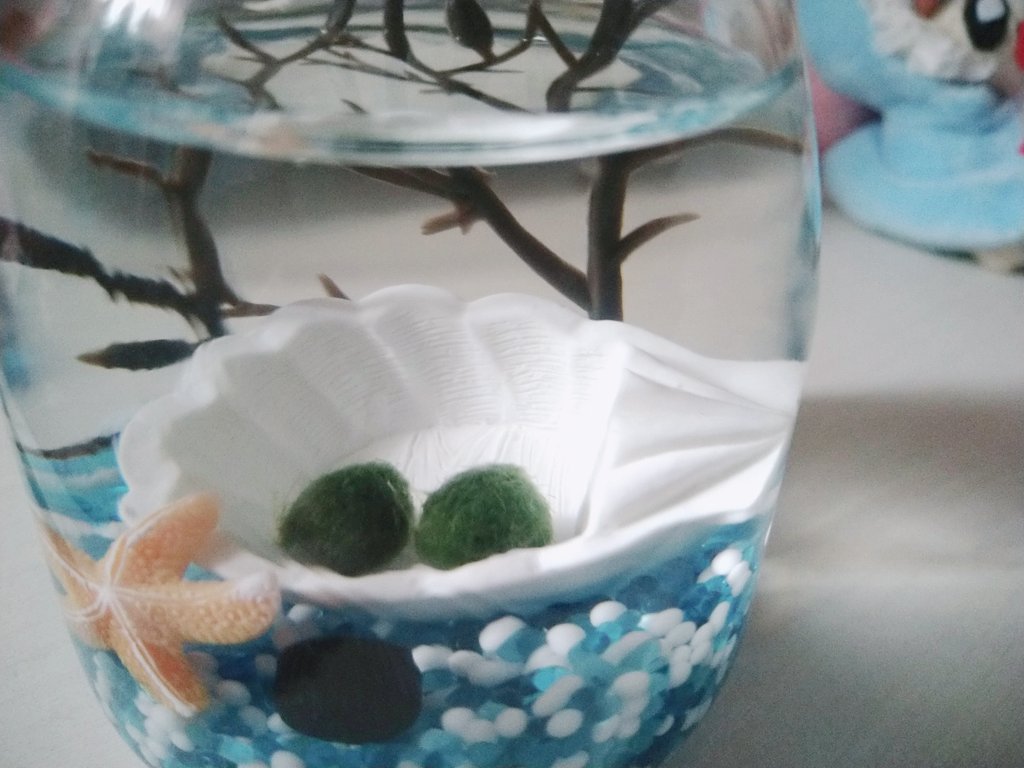 ふわ ねー 眺めてるだけで癒やされるし なんか生きてるかわからないふさふさしてるマリモかわいく見えてきたw ふわ ねー 眺めてるだけで癒やされるし なんか生きてるかわからないふさふさしてるマリモかわいく見えてきたw