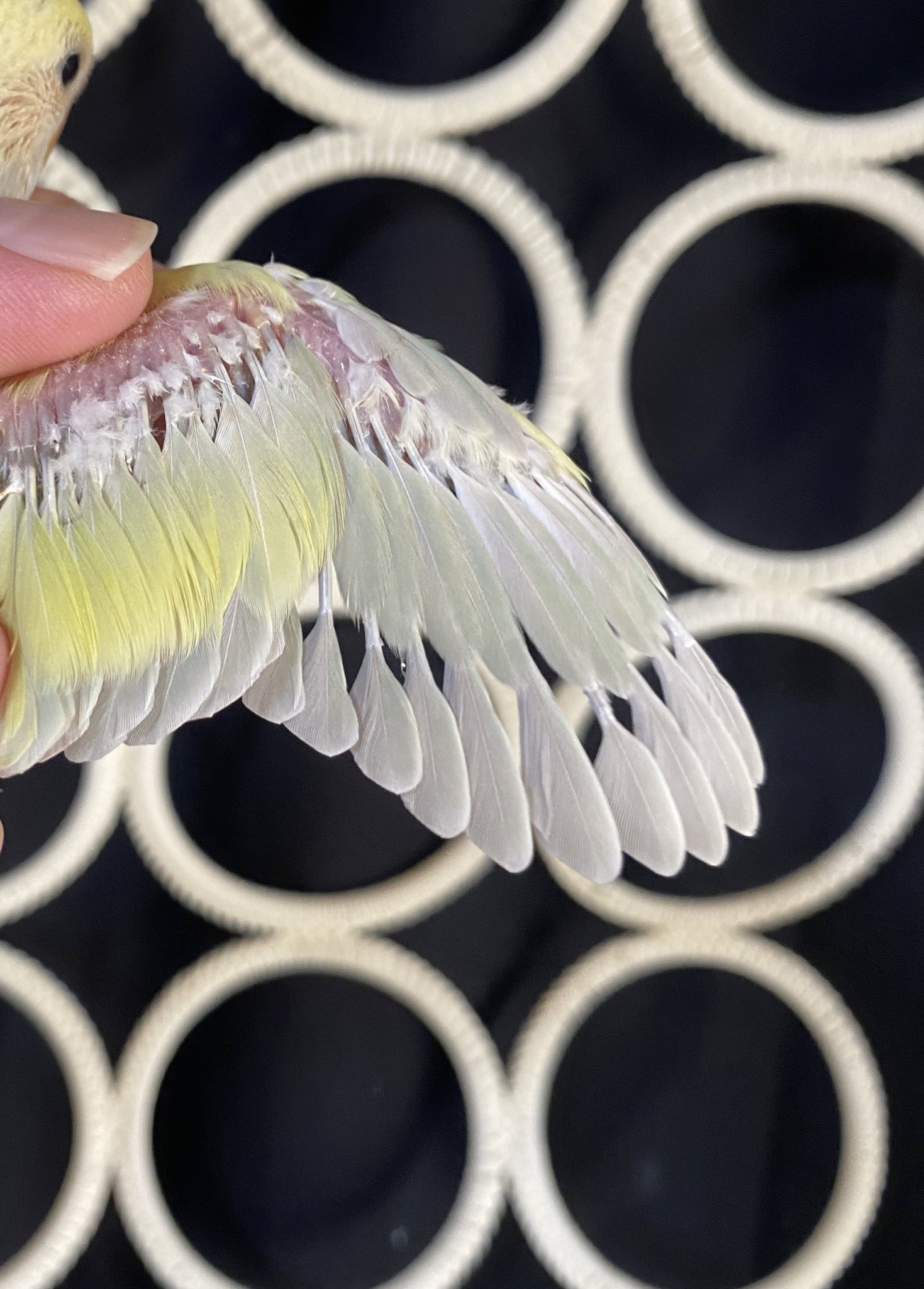 Honokuni すみれ ご予約承り中 コザクラインコちゃん オキナインコかと思うくらい 可愛い Honokuni こざくらいんこ コザクラインコ雛 里親募集 有償 T Co Tibihyfly5 Twitter