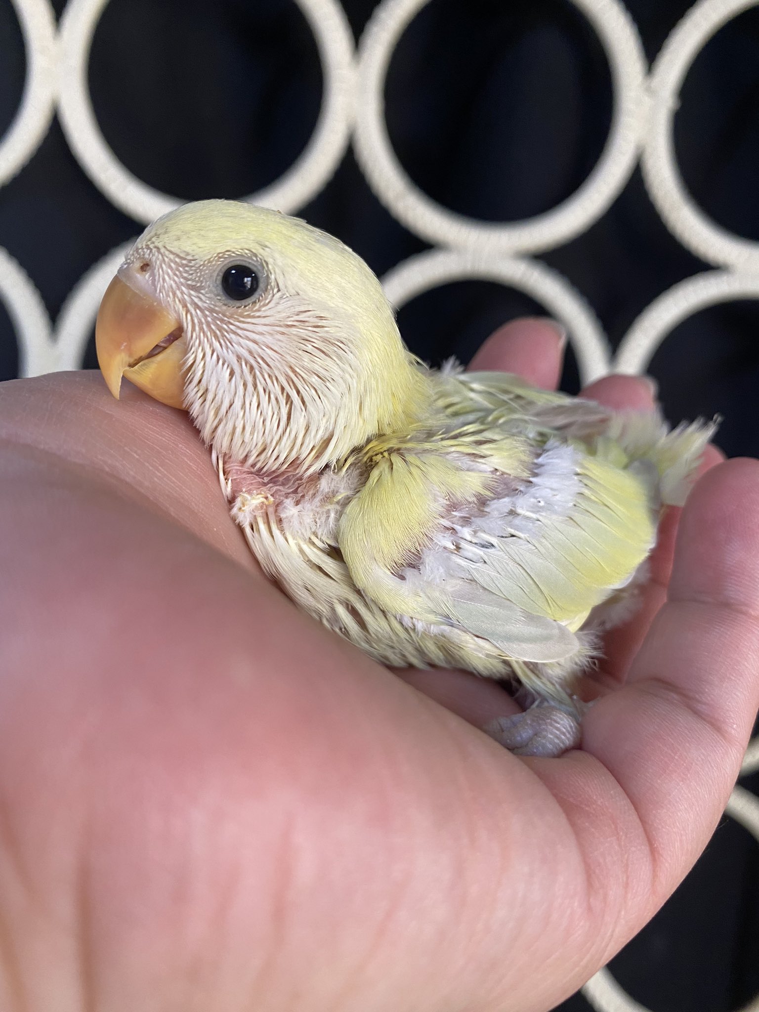 Honokuni すみれ ご予約承り中 コザクラインコちゃん オキナインコかと思うくらい 可愛い Honokuni こざくらいんこ コザクラインコ雛 里親募集 有償 T Co Tibihyfly5 Twitter