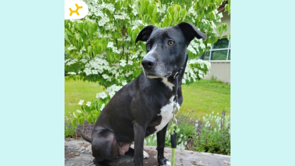 embarkvet's tweet photo. Toughest #MondayMatch to date! Can you match the Embark breed results correctly?
1. Bella
2. Kira
3. A
4. B
Check back tomorrow to see if you got it right!
🧬 Use code DECODED50 to save $50 on a Breed + Health Kit 👉 https://t.co/IdadlqYm7e
#EmbarkDecoded #EmbarkVet https://t.co/uaIBbApDGq