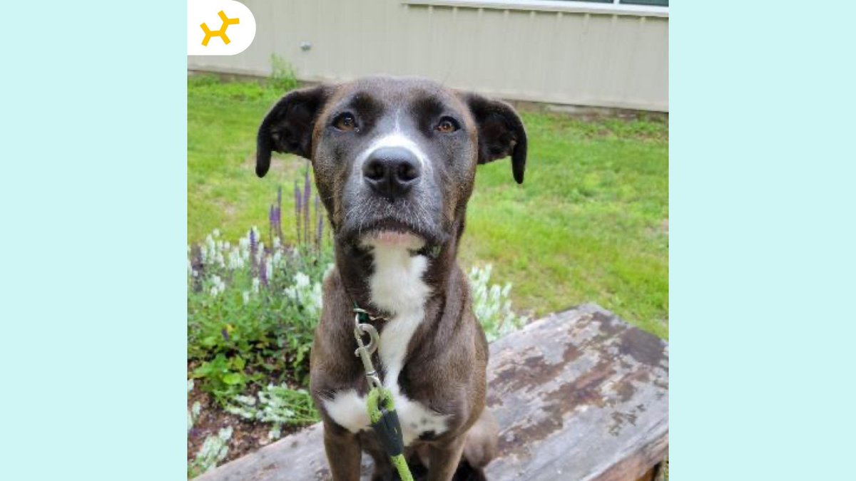 embarkvet's tweet photo. Toughest #MondayMatch to date! Can you match the Embark breed results correctly?
1. Bella
2. Kira
3. A
4. B
Check back tomorrow to see if you got it right!
🧬 Use code DECODED50 to save $50 on a Breed + Health Kit 👉 https://t.co/IdadlqYm7e
#EmbarkDecoded #EmbarkVet https://t.co/uaIBbApDGq