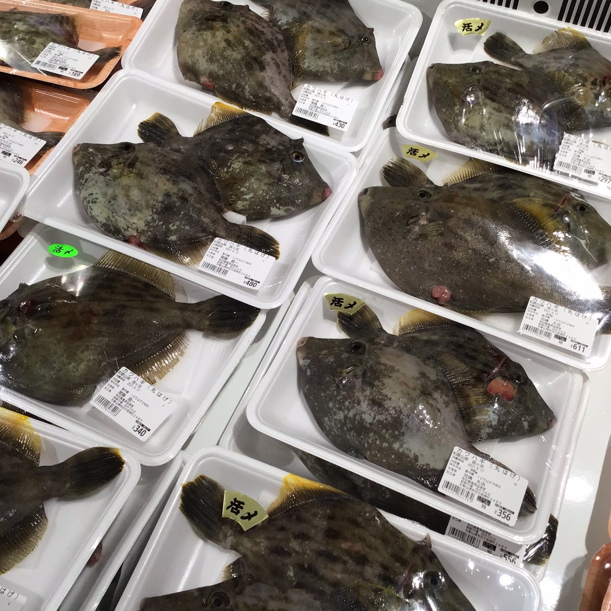 漁業 漁業