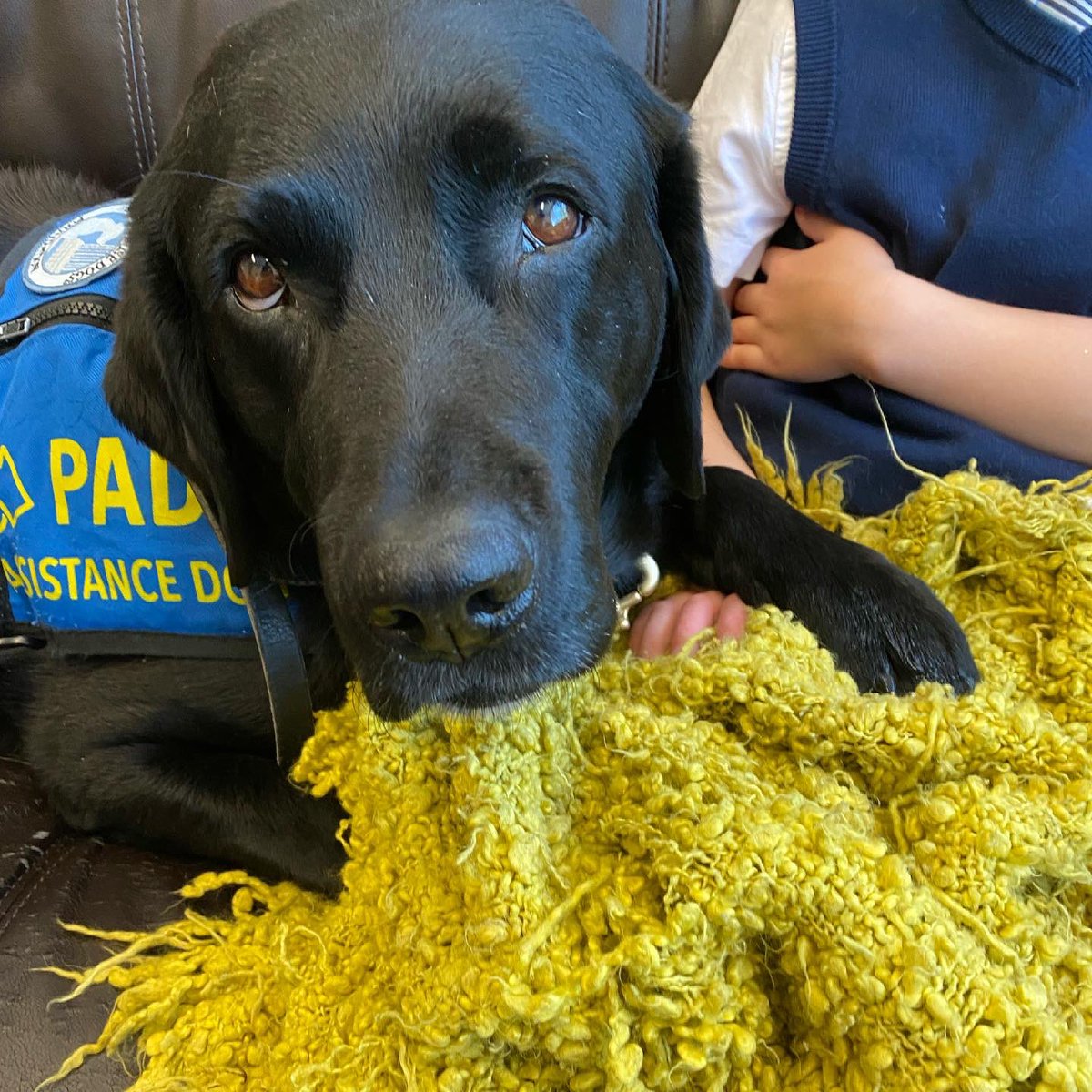 PADSk9Merlot's tweet photo. Providing #pawsofstrength for some little humans in court. 💙🐾 #facilitydog #courthousedog #merlot #workingdog #merlotmonday #labradorretriever #court #dogs https://t.co/SJRQSxX1QS