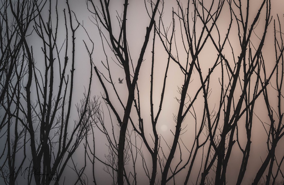 AMPhotographyAU's tweet photo. A beautiful thick fog rolled over #launceston over the weekend. Of course, I had to get the @SonyAlpha A6600 out and go for a stroll! 

@CityLaunceston @tasmania @BOM_Tas https://t.co/e0hkDH4xNU