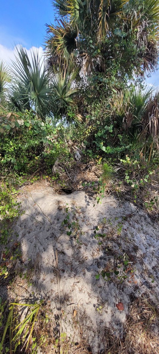 conservNP tweet picture