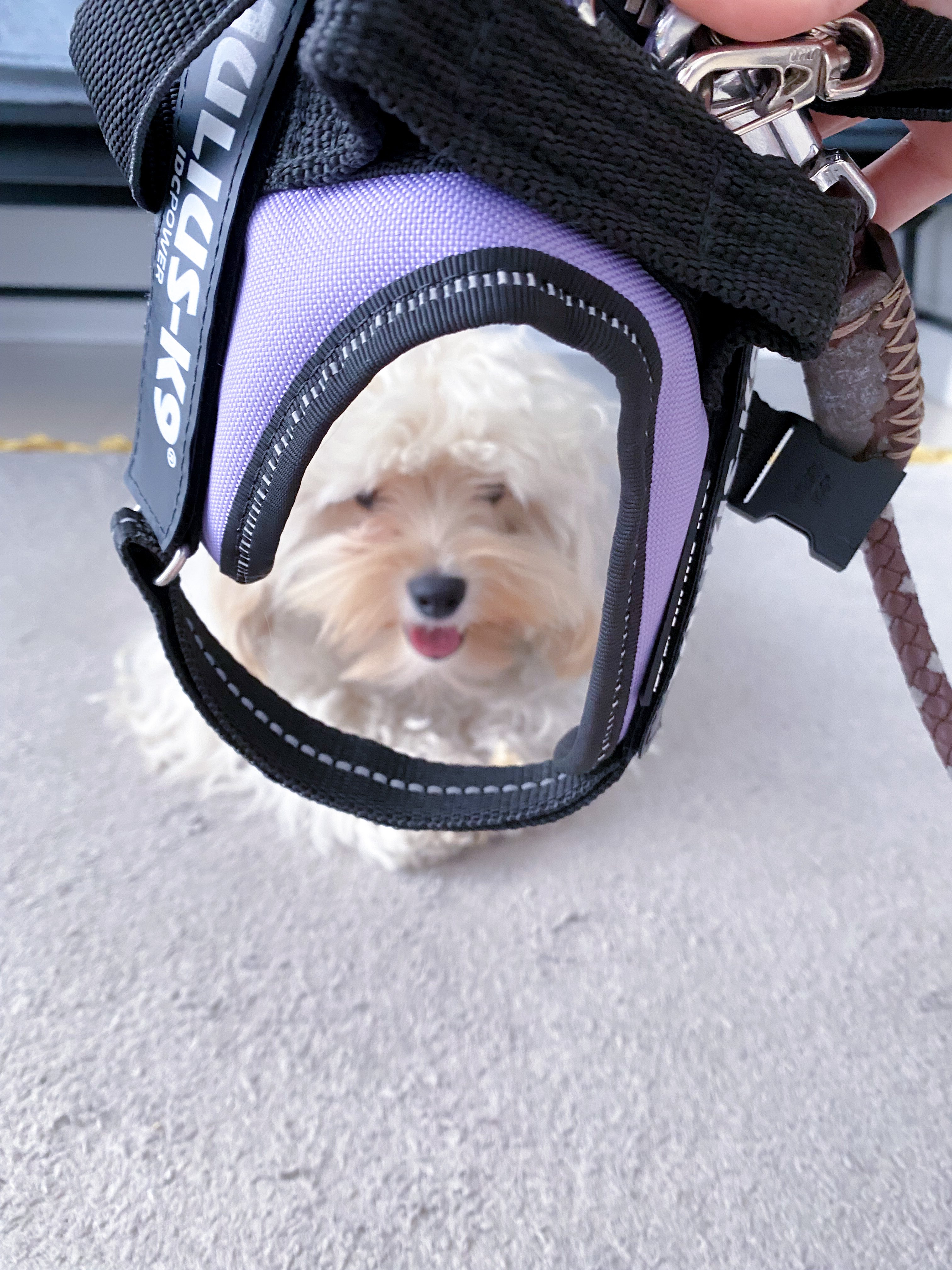 Inu Beer 犬を噛んだことない犬はみんな まだ噛んだことがないだけ ということを心に刻む 偏見のかたまりで良い 犬 種も理解して気楽に犬同士近付けさせない 噛む方も噛まれる方も 今まではなかったからうちの子は大丈夫という人間の甘えが犬を傷付ける