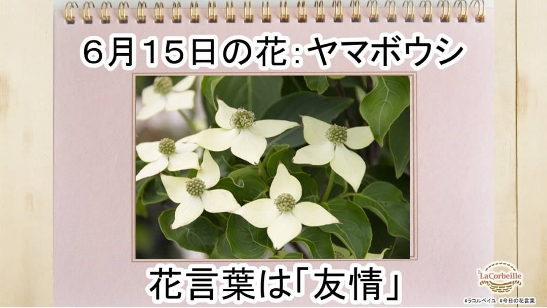 ヤマホウシ Twitter Search Twitter