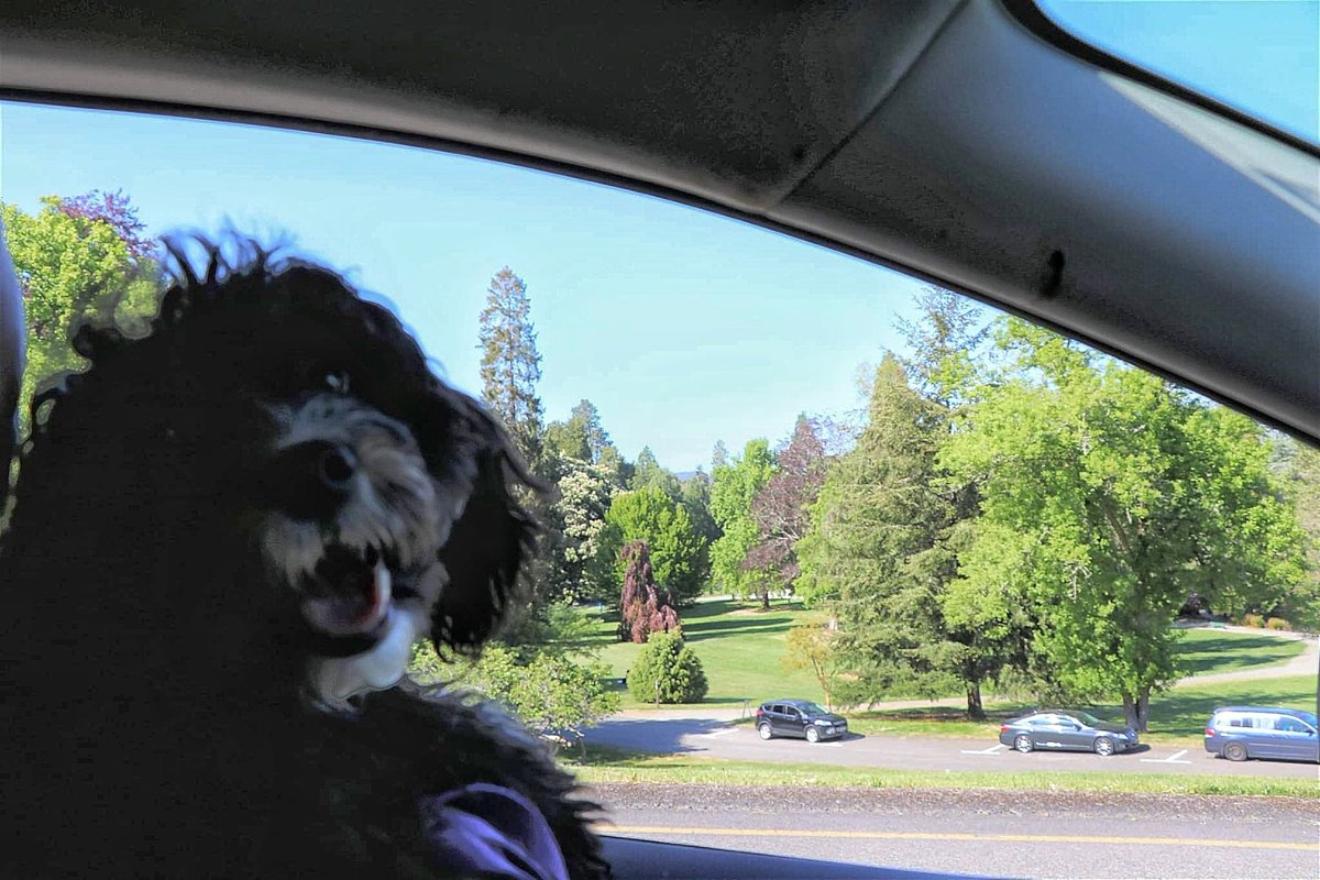 LovelyEarthS's tweet photo. My Puppy Stella in the car excited to go check out the gardens at Point Defiance Park.
Stellathepuppy #PointDefiancePark PointDefianceParkGardens #PointDefianceGardens #Puppy #Springerdoodlepuppy #minispringerdoodlepuppy #dogdays #dogplaydate #familydayout #daytrip #gardendays https://t.co/nm7KIXVTNY