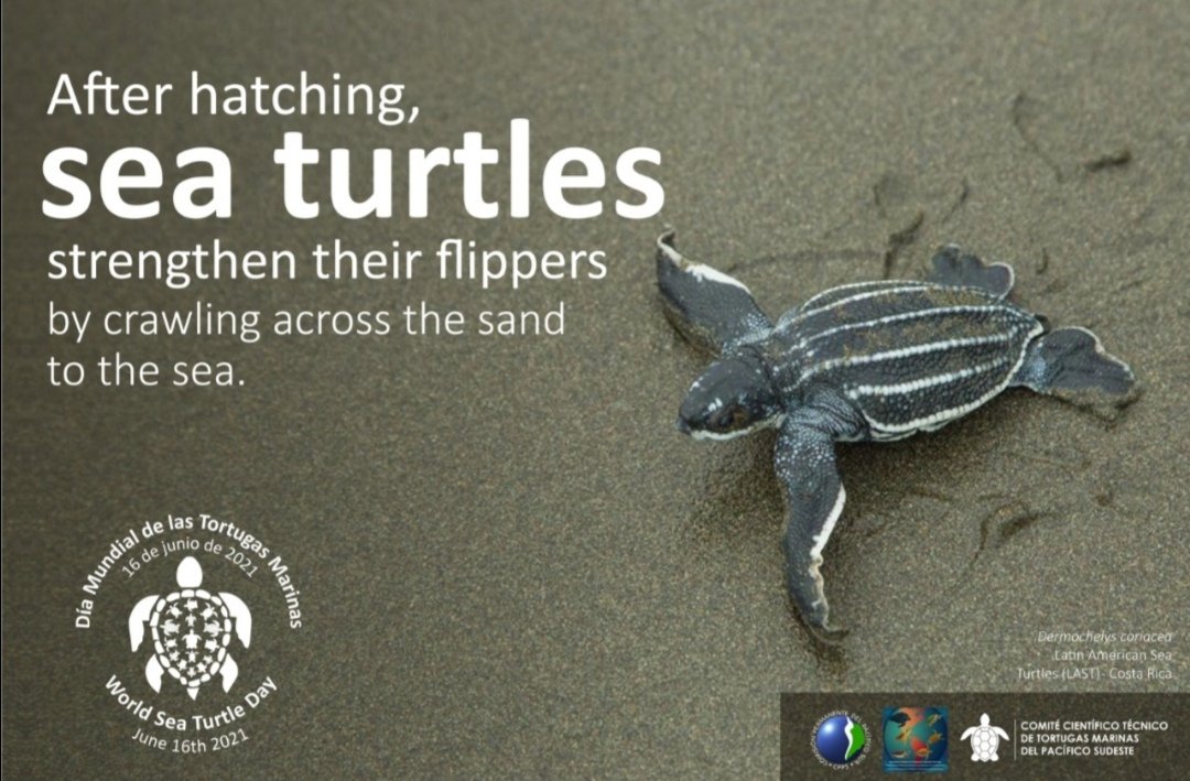 Desde que nacen, estas valientes comienzan su carrera por sobrevivir. Sin embargo, muy pocas llegan a ser adultas #WorldSeaTurtleDay #tortugasmarinas #comisiónpermanentedelpacificosur pic.x.com/5UqOWtx2SG