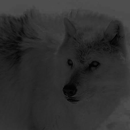 WU_JSnow's tweet image. ⠀⠀
⠀⠀𝐉𝐎𝐍 𝐒𝐍𝐎𝐖 ! *
   ⠀
⠀⠀ᴛʜᴇ ʙᴀsᴛᴀʀᴅ ᴡᴏʟғ. ᴍᴏᴅᴇʀɴ ᴀᴜ ᴠᴇʀsᴇ
⠀⠀ᴀғғɪʟɪᴀᴛᴇᴅ ᴡɪᴛʜ @WesterosUniRPG 
   ⠀
——— ᴡᴏʀsʜɪᴘ ʙʏ #ρɦαɳƭσɱ
   ⠀
   ⠀( ᴍᴀᴛᴜʀᴇ ᴄᴏɴᴛᴇɴᴛ . ᴛʀɪɢɢᴇʀ ᴡᴀʀɴɪɴɢ . )
   ⠀