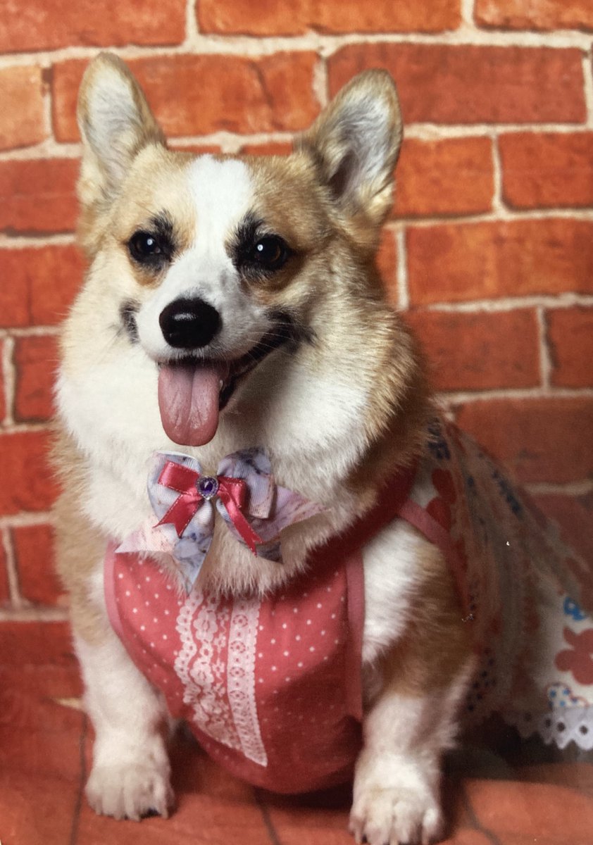 スタジオドッグラン