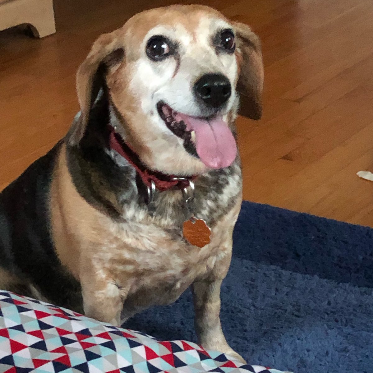 pepperthebeagle's tweet photo. https://t.co/Qi31Edmqn8