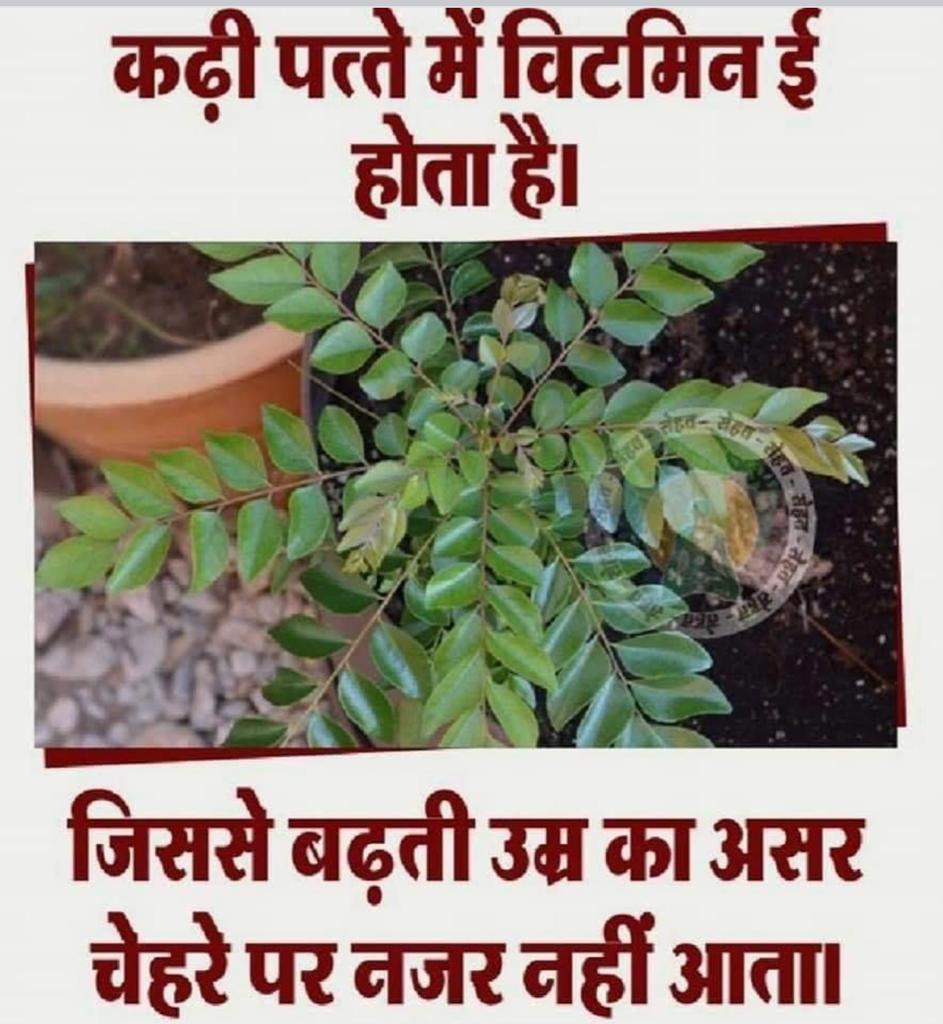 Checkmedindia's tweet photo. Curry Leaf is best for anti ageing.#healthandnutrition #healthbenefits #curryleaf #checkmedindia #antiageing #ayurveda #health #nutrition #healthyeating #wellness #healthyliving #healthy #fitness #weightloss #exercise #healthylifestyle https://t.co/YHDIQT80bj