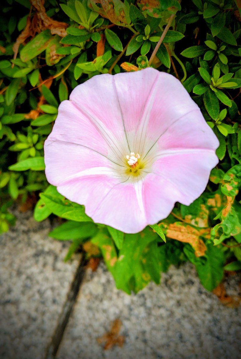 昼顔 ドラマ 最新情報まとめ みんなの評価 レビューが見れる ナウティスモーション 11ページ目