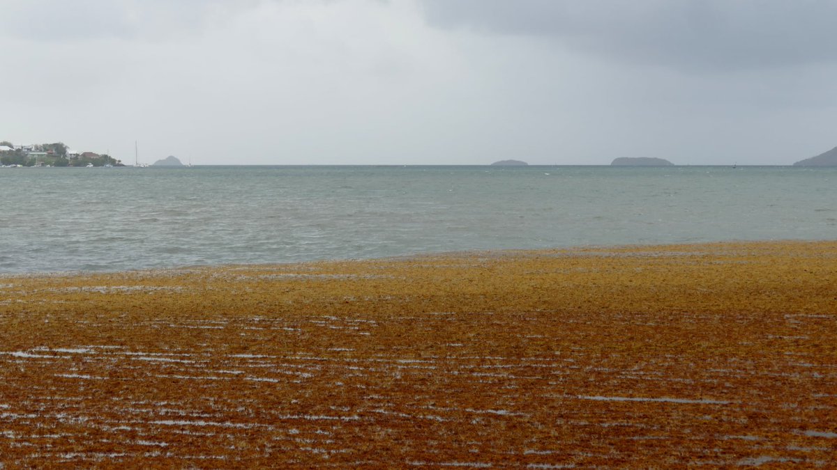 14/06/2021 #lerobert #martinique #antilles  
More pictures on the map 2021 / visit our website
Plus de photos sur notre carte 2021 / Visitez notre website!  sargassummonitoring.com
#sargassum #sargazo #sargasses #sargasso #GlobalWarming #climatechange #pollution