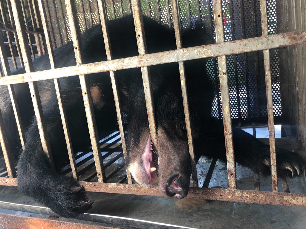 AnimalsAsia's tweet photo. These four bears will no longer be forced to perform tricks. By voluntarily handing over their last bears this circus is delivering on its pledge to end wild animal performances, reflecting a trend away from wild animals in circuses.
#SpiceOfLifeRescue
https://t.co/jMt3Yca3tJ https://t.co/gzTYL5nbv8