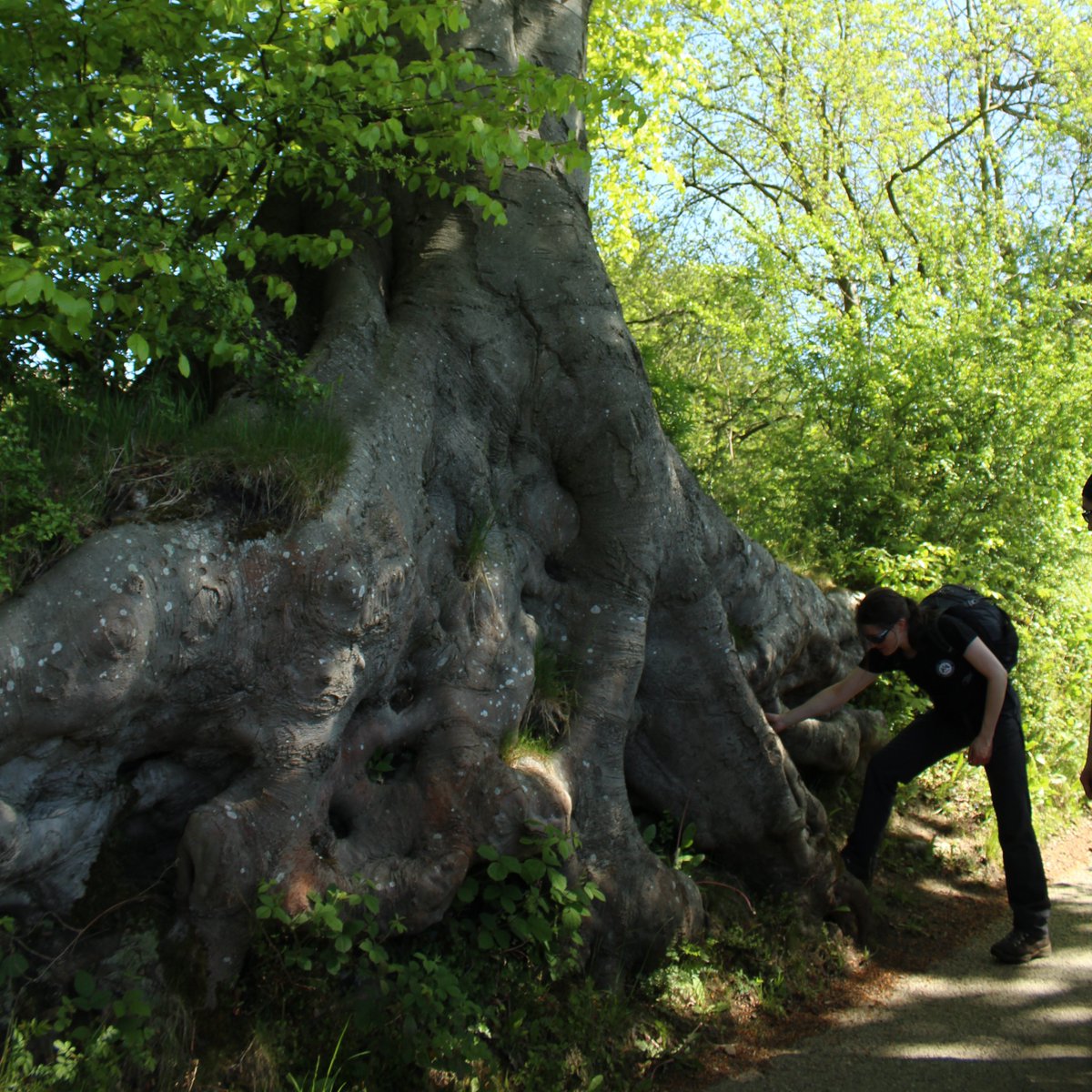 WOW! INCREDIBLE #ThickTrunkTuesday this week!! A real pleasure to meet such a beauty on a walk in the #peakdistrict with @WTSarahShorley and @ShorleyRebecca  #treesoftwitter #trees #treestreestrees