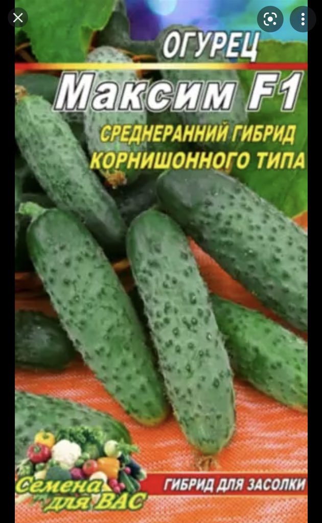 огурцы сорт таганай f1. какой ты огурец. ты огурец. сидор огуречник. сорт огурцов веселые ребята.