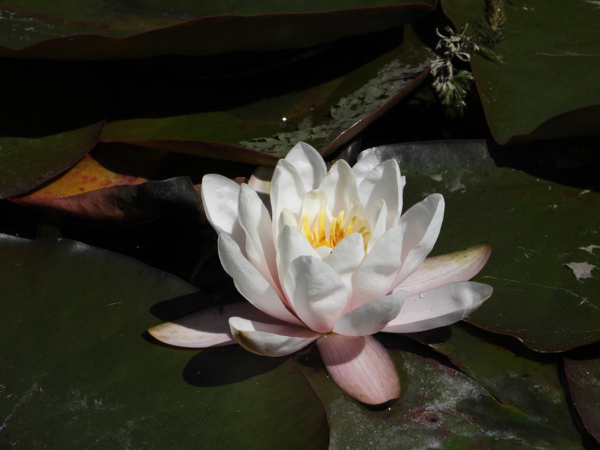Please see the "latest news" section on the homepage of our website (or Facebook) for details of how the extension of restrictions until 19th July will affect the Gardens.